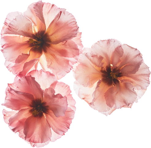Florcitas rosa